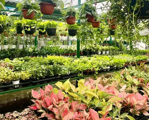Nursery Garden
